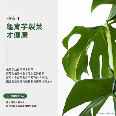 龜背葉|【室內觀葉植物】綠手指必知的龜背芋5個秘密，加碼零失誤照顧。